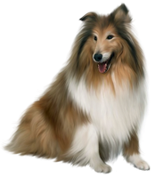 a collie dog